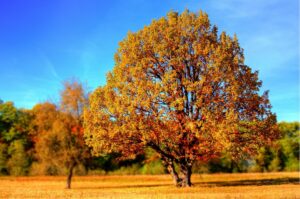 fall inspections